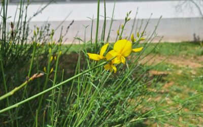 PROLJETNI ĐIR PO ŠKOLSKOM VRTU